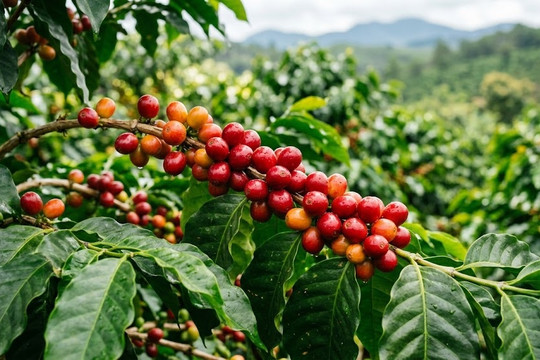 Giá cà phê ngày 6/8 tăng đến 1.800 đồng/kg, Robusta thế giới lên 3.854 USD/tấn