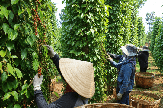 Giá tiêu ngày 6/8/2026: Thị trường đi ngang ở mức 138.000 - 141.000 đồng/kg
