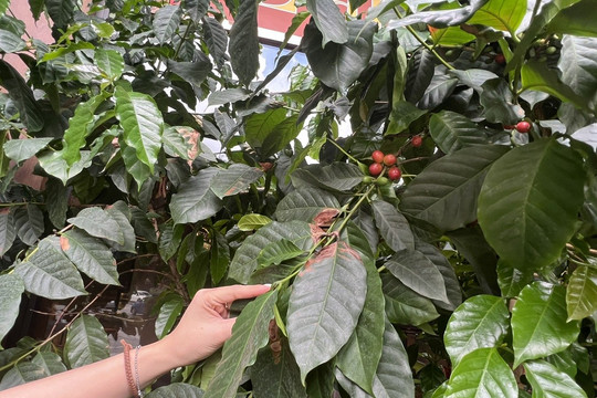 Giá cà phê ngày 7/8 tăng lên mốc 99.000 đồng/kg, thị trường thế giới đồng loạt khởi sắc