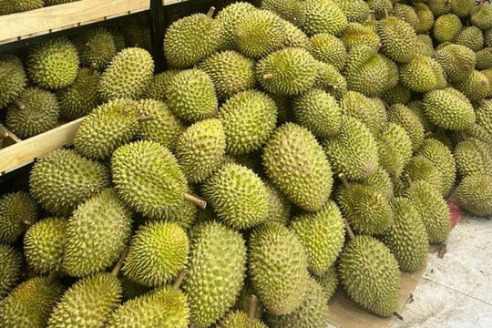 Giá sầu riêng ngày 7/8/2026: Sầu Thái đẹp duy trì mức 85.000 VND/kg