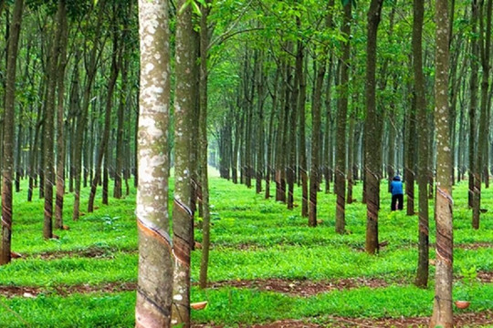 Giá cao su ngày 8/8 đồng loạt khởi sắc trên các sàn giao dịch châu Á, TOCOM tăng 2,65%