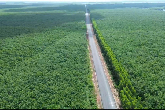 Thị trường cao su ngày 9/8/2026: Giá thế giới đồng loạt phục hồi trên các sàn TOCOM, SHFE và SGX