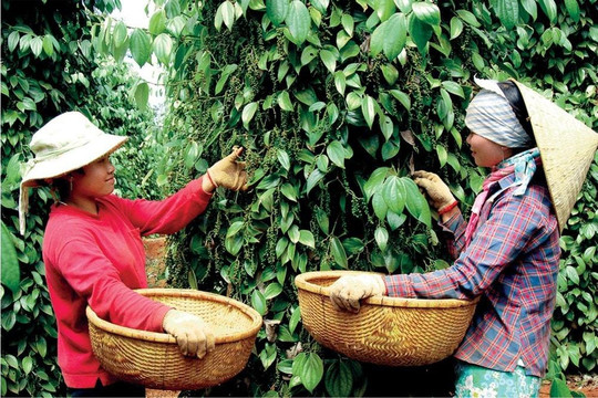 Giá tiêu ngày 9/8 duy trì 138.000-141.000 đồng/kg, Việt Nam nhập hơn 15.000 tấn từ Brazil