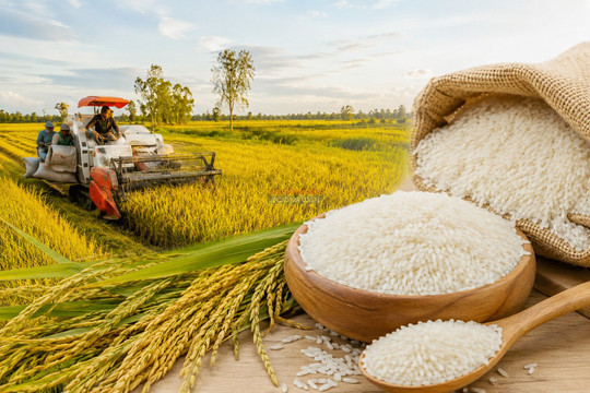 Giá lúa gạo ngày 9/8/2026: Gạo Jasmine giảm 500 đồng/kg, giá xuất khẩu Việt Nam duy trì đi ngang