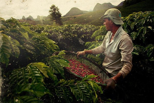 Giá cà phê ngày 9/8/2026: Trong nước giảm 500 đồng/kg, thị trường thế giới phân hóa trái chiều