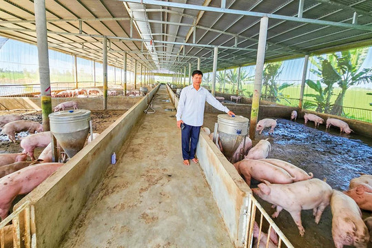 Giá heo hơi ngày 10/8 giảm tới 4.000 đồng/kg, lùi về 58.000 - 61.000 đồng/kg trên cả nước