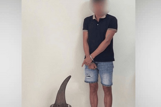 Vận chuyển 3,64 kg sừng tê giác, người đàn ông ở Cao Bằng bị bắt tạm giam