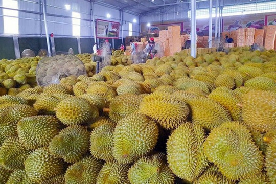 Giá sầu riêng ngày 12/8 ghi nhận sự phân hóa, sầu Thái tại Đắk Lắk đạt mốc 85.000 đồng/kg