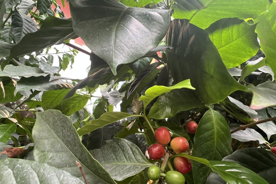 Giá cà phê hôm nay 12/8 tăng 600 - 700 đồng/kg, thị trường Tây Nguyên tiến lên 98.000 đồng/kg