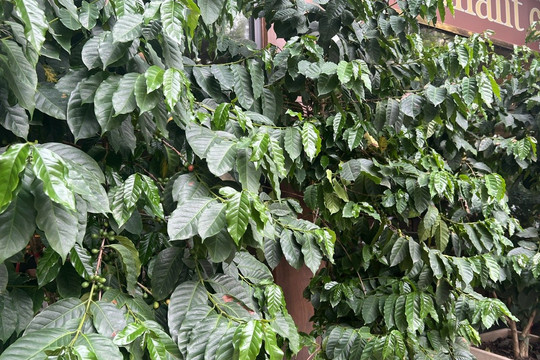 Giá cà phê ngày 13/8: Tây Nguyên giảm 500 đồng/kg, giá Arabica New York đảo chiều tăng