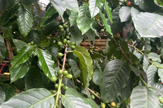 Giá cà phê hôm nay ngày 15/8 giảm đến 1.500 đồng/kg xuống mức 94.800 đồng/kg