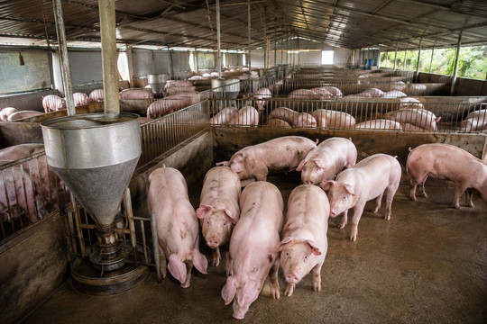 Giá heo hơi ngày 15/8 giảm xuống 57.000 - 59.000 đồng/kg, Đồng Nai giữ mức cao nhất cả nước