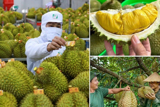 Chính phủ yêu cầu không mở rộng tự phát diện tích sầu riêng và tập trung nâng cao chất lượng