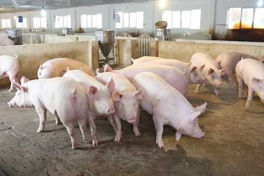 Giá heo hơi ngày 16/8 đồng loạt đi ngang cả ba miền, Đồng Nai duy trì mức 59.000 đồng/kg