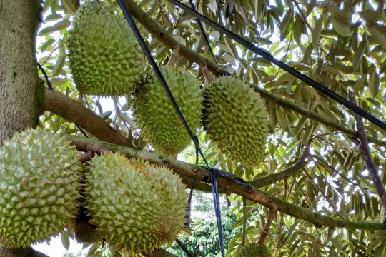 Giá sầu riêng ngày 17/8: Sầu Thái tại Gia Lai điều chỉnh tăng 3.000 đồng/kg