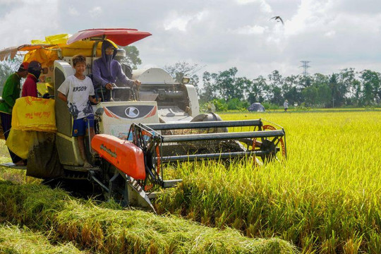 Giá lúa gạo hôm nay 17/8 tại Đồng bằng sông Cửu Long đi ngang, gạo xuất khẩu duy trì 500 USD/tấn