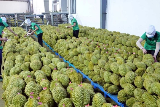 Giá sầu riêng ngày 18/8/2026: Sầu Thái Đắk Lắk đạt 85.000 đồng/kg, thị trường phân hóa
