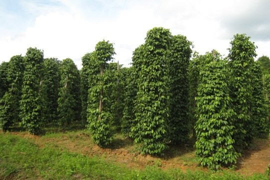 Giá tiêu ngày 18/8/2026 giữ ổn định ở mức 136.000 - 139.000 đồng/kg tại các tỉnh trọng điểm