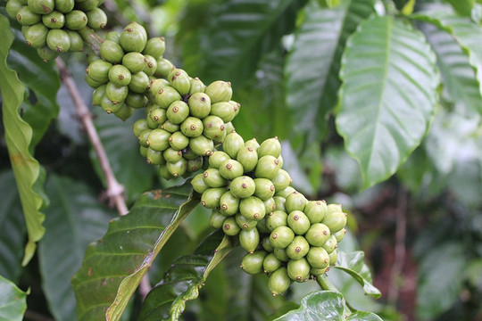 Giá cà phê ngày 19/8 tăng 1.800 đồng/kg, dao động mức 96.200 - 97.000 đồng/kg ở Tây Nguyên