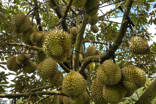 Giá sầu riêng ngày 21/8: Thị trường phân hóa, giá sầu Thái Đắk Lắk giảm 5.000 đồng/kg