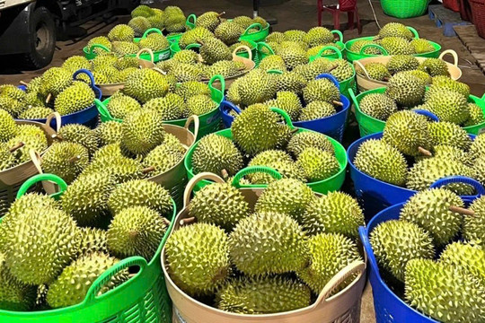 Giá sầu riêng ngày 22/8: Phân khúc sầu Thái Đắk Lắk giảm còn 80.000 - 83.000 đồng/kg