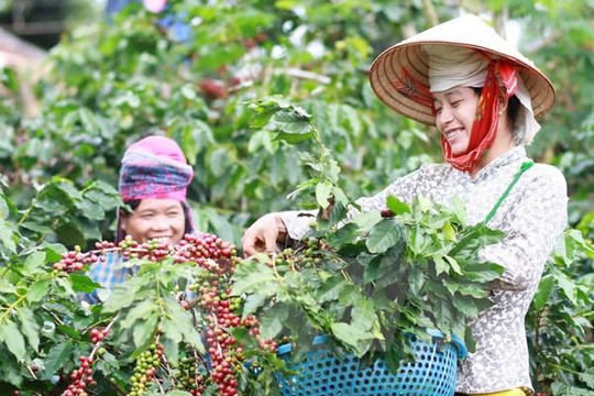 Giá cà phê hôm nay ngày 24/8: Tây Nguyên tăng 1.600 đồng/kg, đạt mức 96.500 đồng/kg