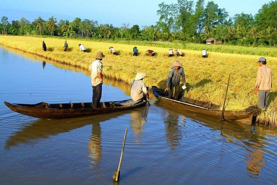 Giá lúa gạo hôm nay 24/8: Giá lúa tươi duy trì mức 6.000–7.100 đồng/kg, giao dịch chậm