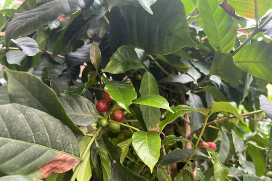 Giá cà phê hôm nay ngày 25/8 đồng loạt tăng 300 đồng/kg, giá cao nhất đạt 96.800 đồng/kg