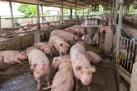 Giá heo hơi hôm nay 27/8/2026 đồng loạt đi ngang, neo mức 57.000 - 60.000 đồng/kg cả nước