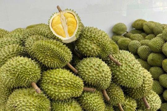 Giá sầu riêng ngày 29/8: Sầu Thái loại A chạm mốc 80.000 đồng/kg tại các vùng trồng