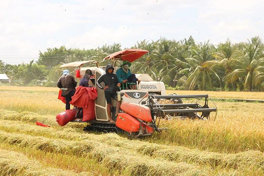 Giá lúa gạo ngày 29/8 tại Đồng bằng sông Cửu Long: IR 504 và CL 555 giảm về 8.900 đồng/kg
