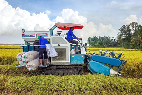 Giá lúa gạo hôm nay ngày 30/8: Gạo nguyên liệu giảm 50 đồng/kg, lúa tươi và gạo bán lẻ đi ngang