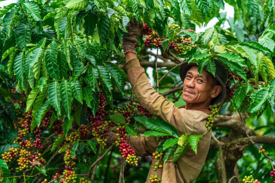 Giá cà phê ngày 30/8: Robusta giảm xuống 3.492 USD/tấn, arabica lên 345,85 US cent/pound