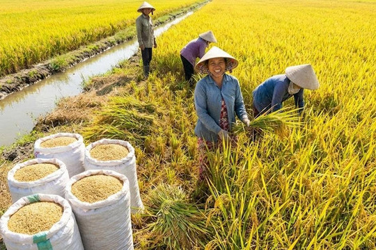 Giá lúa gạo ngày 31/8: Thị trường Đồng bằng sông Cửu Long ổn định, gạo xuất khẩu đi ngang