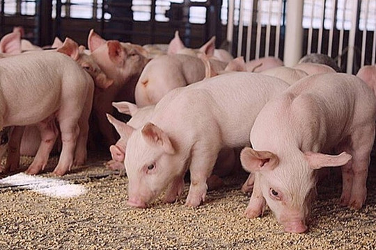 Giá heo hơi ngày 1/9/2026: Miền Bắc giảm 1.000 đồng/kg, giá cao nhất còn 59.000 đồng/kg