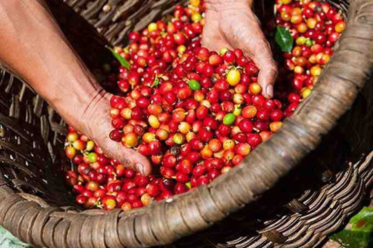 Giá cà phê ngày 1/9 tăng 400 đồng/kg, dao động từ 95.000 đến 95.700 đồng/kg tại Tây Nguyên