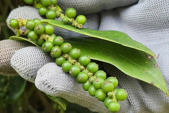 Giá tiêu ngày 1/9/2026 duy trì mốc 135.000 - 137.000 đồng/kg tại các địa phương trọng điểm