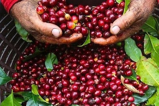 Giá cà phê hôm nay 2/9: Nội địa giữ mức 95.000 - 95.700 đồng/kg, thế giới biến động trái chiều