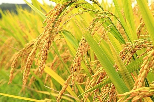 Giá lúa gạo hôm nay ngày 2/9/2026: Khu vực ĐBSCL trầm lắng, lúa tươi OM 18 đạt 6.700 đồng/kg