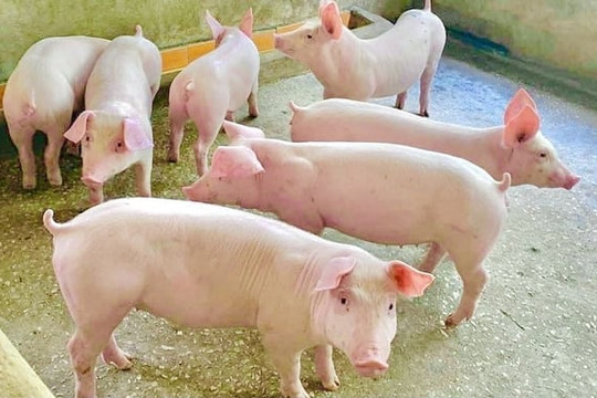 Giá heo hơi ngày 2/9: Thị trường cả nước giữ xu hướng đi ngang, cao nhất 59.000 đồng/kg