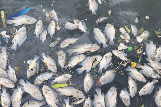 Cá chết hàng loạt ở hồ Bồng Sơn - Hà Tĩnh