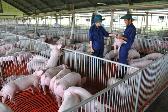 Giá heo hơi hôm nay 5/9: Thị trường miền Bắc và miền Nam tăng giá, cao nhất 60.000 đồng/kg