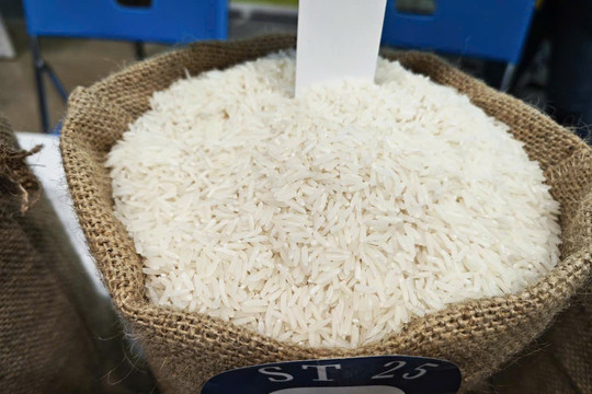 Giá lúa gạo hôm nay 6/9 ổn định sau điều chỉnh, lúa OM 18 giữ mốc 6.700 đồng/kg