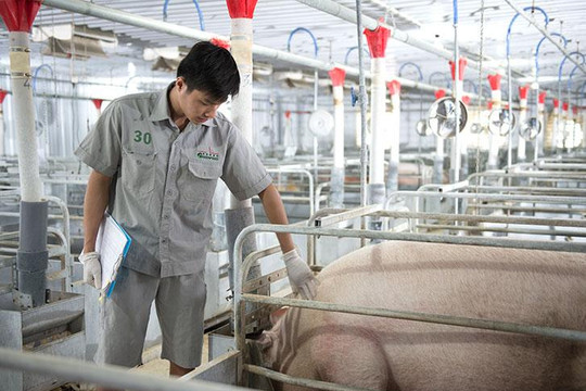 Giá heo hơi hôm nay ngày 7/9: Miền Bắc quay lại mốc 60.000 đồng/kg, cả nước duy trì ổn định
