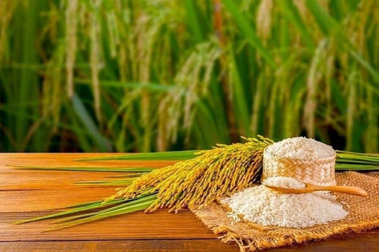 Giá lúa gạo ngày 7/9 đi ngang: Lúa tươi dao động 5.800 - 6.700 đồng/kg, chờ lực mua mới