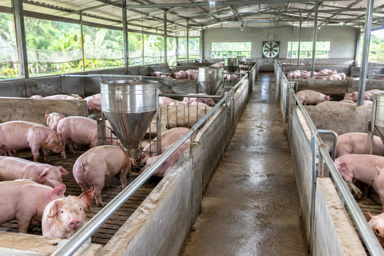 Giá heo hơi ngày 9/9: Gia Lai nhích nhẹ 1.000 đồng/kg, toàn quốc giữ mức 57.000 - 60.000 đồng/kg