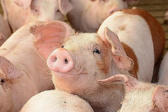 Giá heo hơi hôm nay ngày 10/9 giữ nguyên xu hướng đi ngang, duy trì 57.000 - 60.000 đồng/kg
