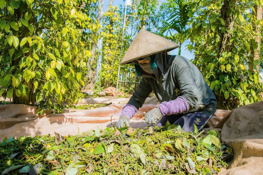 Giá tiêu ngày 12/9 ổn định ở mức 137.000-141.000 đồng/kg, Việt Nam áp đảo thị phần tại Mỹ