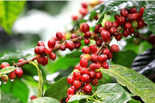 Vương quốc Anh áp chuẩn chống mất rừng: Nông sản và 10% cà phê Việt Nam cần sớm thích ứng