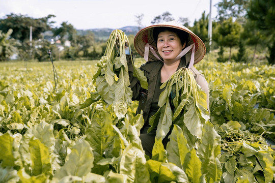 Vấn nạn mạo danh Organic khiến doanh nghiệp làm thật kiệt sức